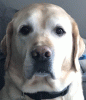 Profile picture for user Stanenberg